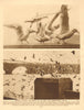 Winged hunger screaming to be fed. the Embankment sea gulls 1926 old print