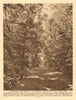 Camden/Campden Hill, Holland Park, A woodland glade 1926 old vintage print