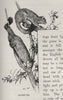 Opossums. Australia 1890 old antique vintage print picture