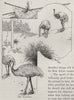 Emu Hunting. Australia 1890 old antique vintage print picture