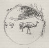 Emus. Australia 1890 old antique vintage print picture