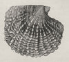 Pearl Oyster Shell. The Great Barrier Reef. Australia 1890 old antique print