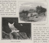 Cave and Gardens At Oamaru. New Zealand 1890 old antique vintage print picture