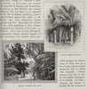 McNab's Gardens and Nikau Palms, The Hutt. Wellington environs. New Zealand 1890
