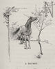 A Brumby. The Brumby. Australia 1890 old antique vintage print picture