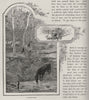 A Trap Yard. The Brumby. Australia 1890 old antique vintage print picture