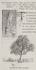 Hovell's Tree, Albury. Australia 1890 old antique vintage print picture