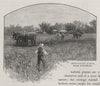 Irrigation Field, near Gunnedah. Australia 1890 old antique print picture