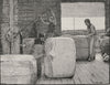 Packing. Sheep farming. Australia 1890 old antique vintage print picture