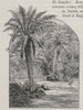 The Fernery. Sandhurst. Australia 1890 old antique vintage print picture