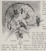 Laughing Jackasses. Australia 1890 old antique vintage print picture