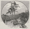A Sugar-cane Plantation. Fiji 1890 old antique vintage print picture