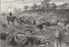 A Mob of Cattle. The Eureka stockade. Australia 1890 old antique print picture