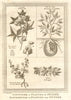 'Cottonier & plantes de Guinée'. Cotton & other West African plants. SCHLEY 1747