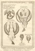 West African fish. Torpedo or electric rays after Kempfer. SCHLEY 1747 print