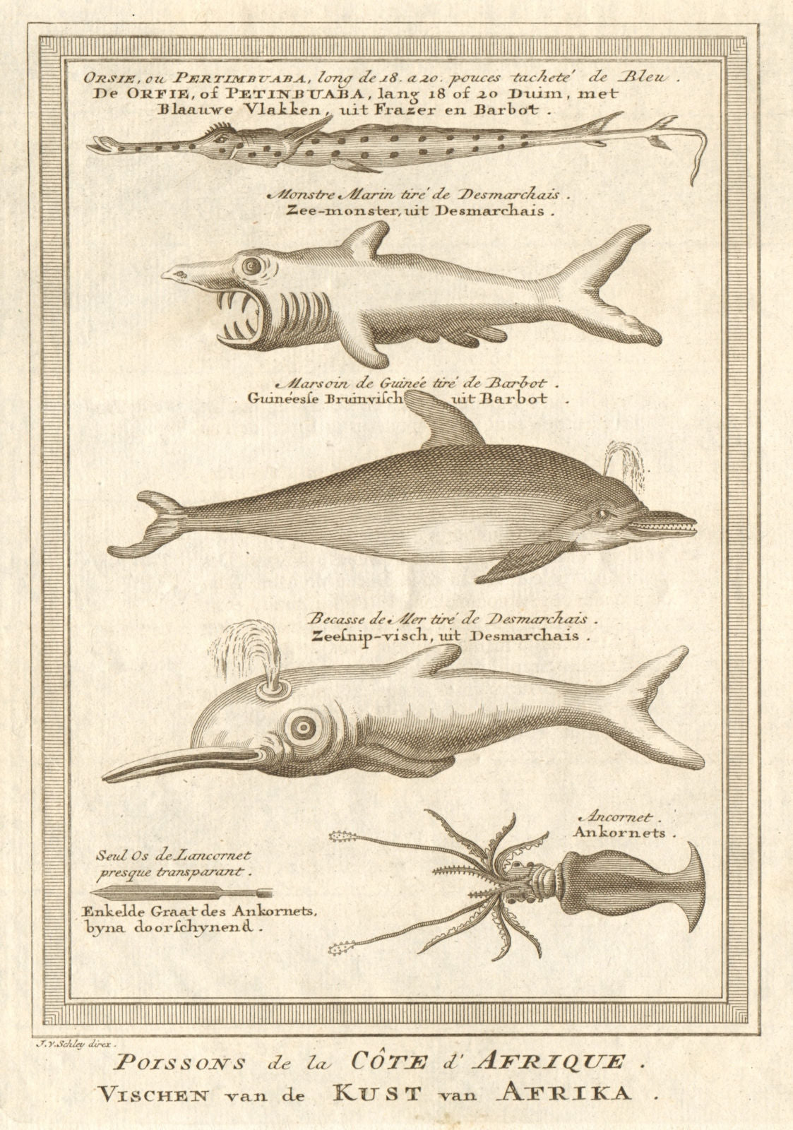 African fish. Cornetfish. Basking Shark. Dolphin. Seasnipe. Squid ...