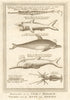 African fish. Cornetfish. Basking Shark. Dolphin. Seasnipe. Squid. SCHLEY 1748