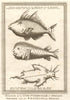 Liberia. Cape Mesurado fish. Porcupine fish. Sea Devil ray. SCHLEY 1748 print