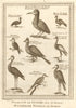 Oiseaux de Guinée. West African birds Sestro Ouidah Guinea pheasants SCHLEY 1748