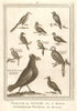 'Oiseaux de Guinée'. West African birds. Parrots. Cape Coast eagle. SCHLEY 1748