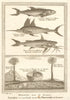 West Africa. Kingfish Swordfish Gillbacker sea catfish. Fetish tree. SCHLEY 1748