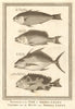 Sierra Leone fish. Parrot fish 