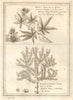 Dakha plant (or Bangua). Bukhu plant or Spiraea. Kolben. SCHLEY 1748 old print