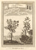 'Arbres; Cheu ku ou Goavas; Suping'. China. Trees; Guava; Suping. SCHLEY 1749