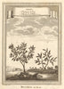 China trees. Cinammon. Ata, Sugar/custard apple or sweetsop. SCHLEY 1749 print