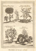 China root. Tea. Rhubarb. Goldenrain/Varnish/Chinese lacquer tree. SCHLEY 1749