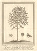'Arbre du Caffé, dessiné en Arabie'. Coffee tree, drawn in Arabia. SCHLEY 1756