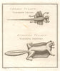 'Lezard volant. Ecureuil volant'. Flying lizard. Flying squirrel. SCHLEY 1757