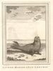 'Lionne Marin'. Chile. Sea lioness. SCHLEY 1757 old antique print picture