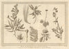 Plants of Australia, Timor & New Guinea. SCHLEY 1758 old antique print picture