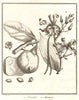 Vanilla / vanille & Mamey Sapote. Fruit & spices. Central America. SCHLEY 1758