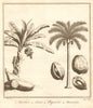 Tropical fruit. East Indies. Coconut tree. Banana Plant & bananas. SCHLEY 1763