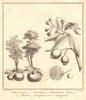 Tropical fruit. Kokum Brinda Jambul Java plum Indian sour cherry. SCHLEY 1763