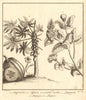 Tropical fruit & plants. Arabian Jasmine Mogra Double. Papaya. SCHLEY 1763