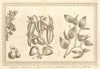 Tropical fruit & spice trees & plants. Guava. Pepper. Orange. SCHLEY 1763