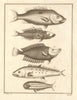 II. Poissons d'Ambione. Indonesia Moluccas Maluku tropical fish. SCHLEY 1763
