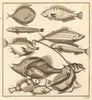 III. Poissons d'Ambione. Indonesia Moluccas Maluku tropical fish. SCHLEY 1763