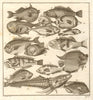 V. Poissons d'Ambione. Indonesia Moluccas Maluku tropical fish. SCHLEY 1763