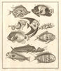 VI. Poissons d'Ambione. Indonesia Moluccas Maluku tropical fish. SCHLEY 1763