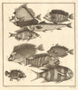 VII. Poissons d'Ambione. Indonesia Moluccas Maluku tropical fish. SCHLEY 1763