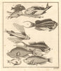 VIII. Poissons d'Ambione. Indonesia Moluccas Maluku tropical fish. SCHLEY 1763