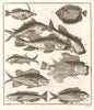IX. Poissons d'Ambione. Indonesia Moluccas Maluku tropical fish. SCHLEY 1763
