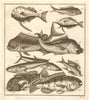 X. Poissons d'Ambione. Indonesia Moluccas Maluku tropical fish. SCHLEY 1763