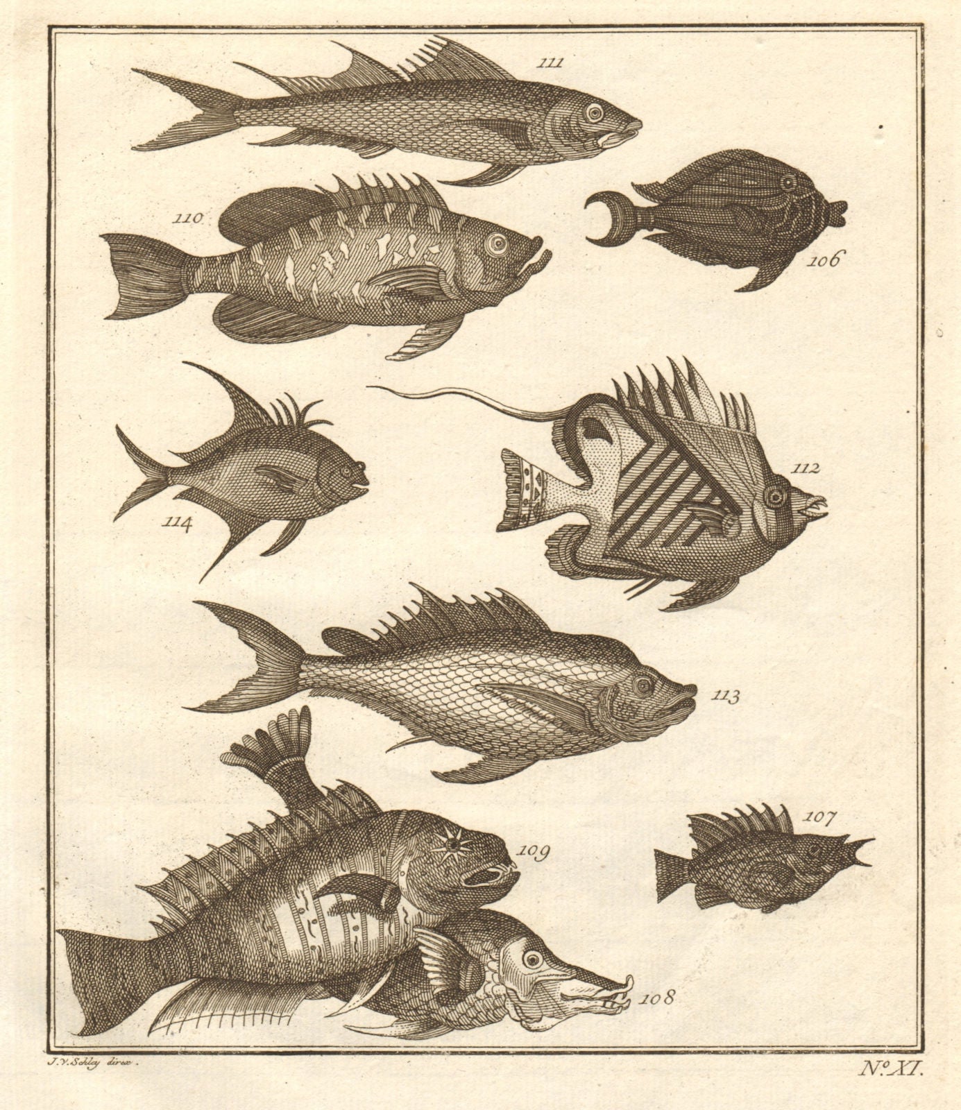 XI. Poissons d'Ambione. Indonesia Moluccas Maluku tropical fish. SCHLEY ...