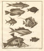 XI. Poissons d'Ambione. Indonesia Moluccas Maluku tropical fish. SCHLEY 1763