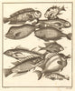 XII. Poissons d'Ambione. Indonesia Moluccas Maluku tropical fish. SCHLEY 1763
